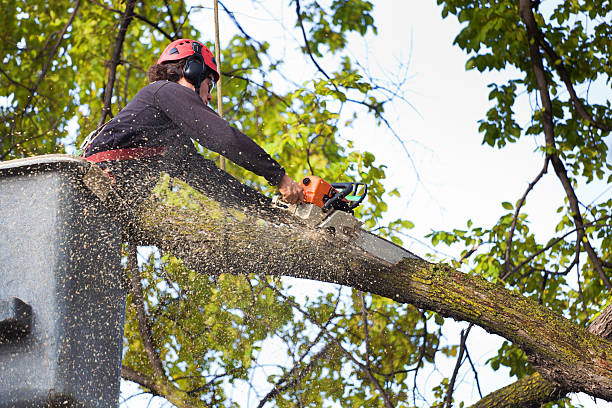 Best Local Tree Services  in USA